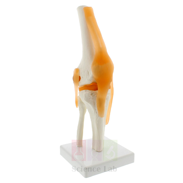 Human Knee Joint Model, Life Size